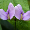 50 PURPLE PINKEYE COWPEA Southern Cow Pea Crowder Vigna Unguiculata Vegetable Legume Seeds