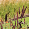 25 RED JEWEL MILLET Setaria Italica Ornamental Grass Flower Seeds