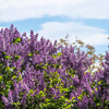 25 FRENCH / Old FASHIONED LILAC Syringa Vulgaris Flower Shrub Bush Seeds