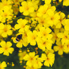 500 Organic GOLDEN FLAX Yellow Linseed Common Linum Flavum Flower Seeds