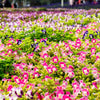 10 KAUAI MIX TORENIA Fournieri Sun or Shade Wishbone Flower Seeds - Mixed Colors 2 Tone Blue Red Pink