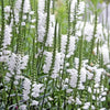 50 WHITE Showy OBEDIENT PLANT (False Dragon Head) Physostegia Virginiana Flower Seeds
