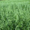 200 ORGANIC OAT Oats Avena Sativa Grain Vegetable Seeds
