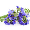 100 BLUE PEARL POLEMONIUM ( Jacobs Ladder ) Polemonium Caeruleum Flower Seeds