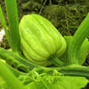 50 Table Queen ACORN SQUASH Winter Cucurbita Pepo Vegetable Seeds