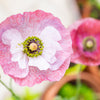 100 MOTHER Of PEARL POPPY Mix Papaver Rhoeas Shirley Flower Seeds Mixed Colors