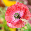 100 MOTHER Of PEARL POPPY Mix Papaver Rhoeas Shirley Flower Seeds Mixed Colors
