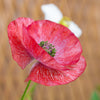 100 MOTHER Of PEARL POPPY Mix Papaver Rhoeas Shirley Flower Seeds Mixed Colors