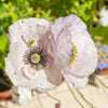100 MOTHER Of PEARL POPPY Mix Papaver Rhoeas Shirley Flower Seeds Mixed Colors