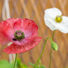100 MOTHER Of PEARL POPPY Mix Papaver Rhoeas Shirley Flower Seeds Mixed Colors
