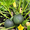 50 ROUND ZUCCHINI Summer SQUASH Cucurbita Pepo Vegetable Seeds