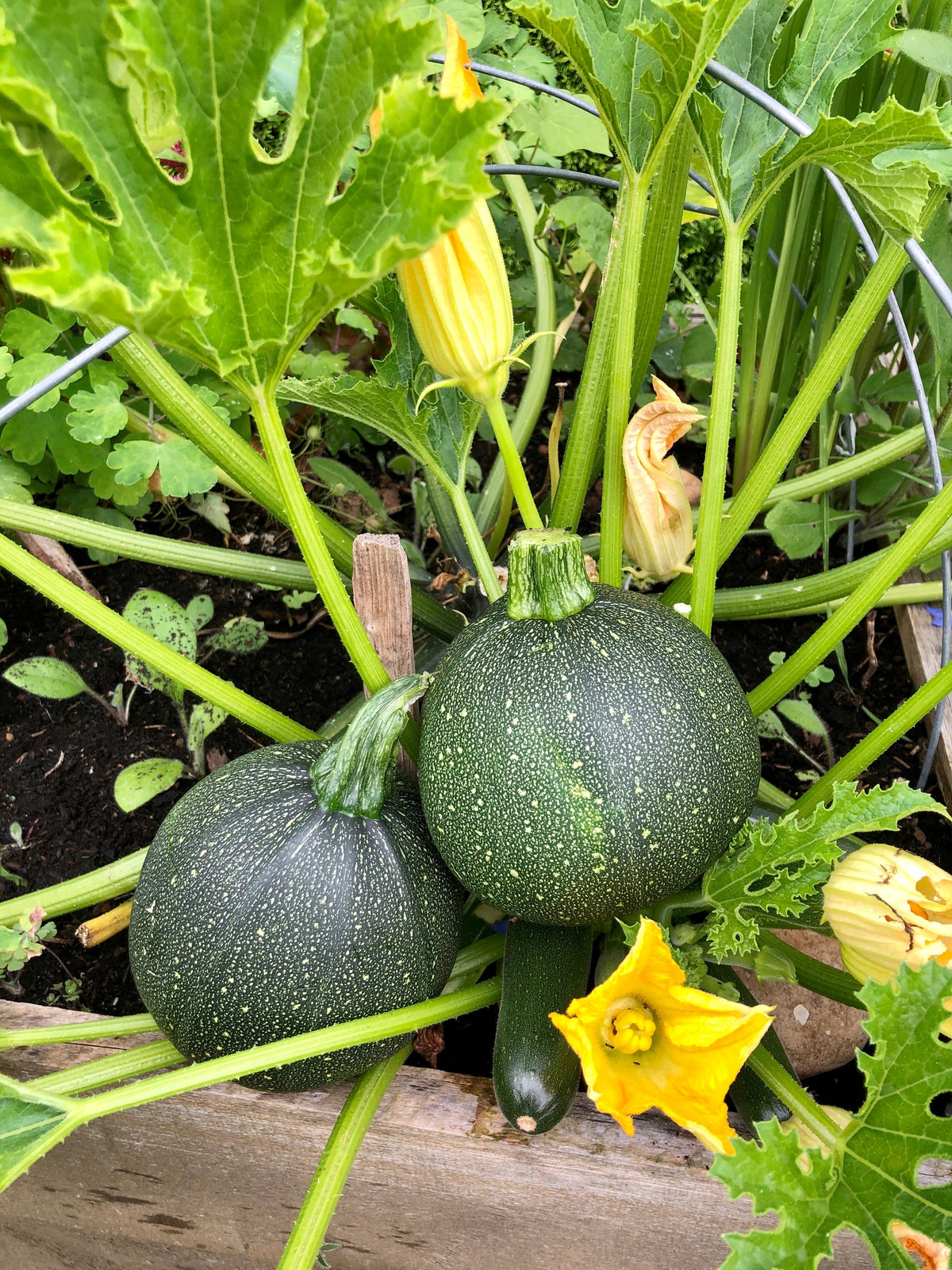 Round Zucchini Summer Squash Cucurbita Pepo Vegetable Seeds
