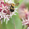 50 SHOWY (Greek) MILKWEED Asclepias Speciosa Flower Seeds