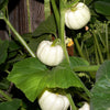 15 WHITE Baby Boo MINI PUMPKIN Miniature Cucurbita Pepo Vegetable Seeds
