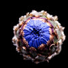 1000 Dwarf Blue BACHELORS BUTTON CORNFLOWER Centaurea Cyanus Flower Seeds