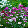 Mixed Colors Sweet William Dianthus Barbatus Color Mix Red White Pink Bicolor Flower Seeds – photo 6