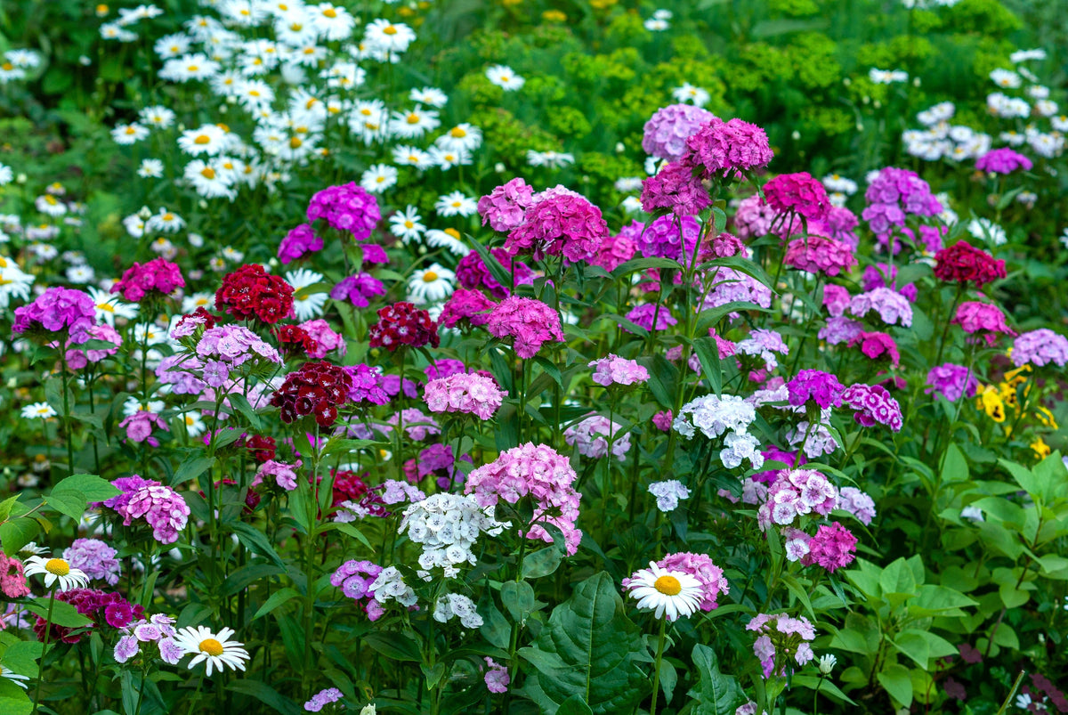 Mixed Colors Sweet William Dianthus Barbatus Color Mix Red White Pink Bicolor Flower Seeds – photo 6