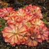 10 CARNIVOROUS SUNDEW PLANT Drosera Flower Seeds