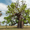 1000 BULK African BAOBAB TREE Adansonia Digitata Monkey Bread Judas Fruit Seeds