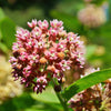 100 PINK MILKWEED Common Asclepias Syriaca Monarch Flower Seeds