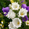 200 White CANTERBURY BELLS - CAMPANULA Medium Flower Seeds