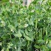 50 GREEN ARROW PEA Heirloom Shelling English Pisum Sativum Vegetable Seeds
