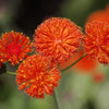 50 Red LADY'S PAINTBRUSH Tassel Flower Emilia Javanica Coccinea 'Scarlet Magic' Seeds