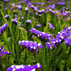 50 Purple STATICE / SEA LAVENDER Limonium Sinuatum Flower Seeds