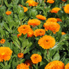 500 PACIFIC Beauty ORANGE MARIGOLD Calendula Officinalis Flower Seeds