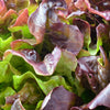 3000 BRONZE MIGNONETTE LETTUCE Butterhead Lactuca Sativa Vegetable Seeds