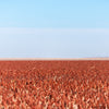 Syrup Rox Orange Sorghum Seeds – Waconia Sugar Cane Bicolor Vegetable Grain – photo 4
