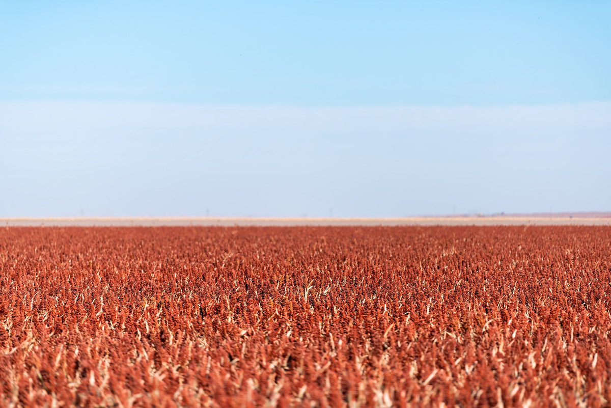 Syrup Rox Orange Sorghum Seeds – Waconia Sugar Cane Bicolor Vegetable Grain – photo 4