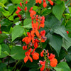 25 SCARLET RUNNER Pole BEAN Ornamental Red Flowers Phaseolus Vulgaris Vegetable Seeds