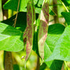 25 DWARF HORTICULTURE BEAN Taylor Long French Phaseolus Vulgaris Vegetable Seeds