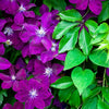10 MIXED HYBRID CLEMATIS Hybrida Red Purple Pink Blue Bicolor Flower Vine Seeds