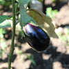 1000 BLACK BEAUTY EGGPLANT Solanum Melongena Esculentum Vegetable Seeds