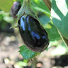 1000 BLACK BEAUTY EGGPLANT Solanum Melongena Esculentum Vegetable Seeds