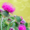 100 ORGANIC Blessed MILK THISTLE Silybum Marianum Hummingbird Purple Flower Seeds