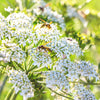 400 CARAWAY Carum Carvi HERB Flower Seeds