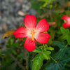 40 AMBRETTE / MUSK MALLOW Hibiscus Abelmoschus Moschatus Flower Seeds
