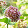 100 PINK MILKWEED Common Asclepias Syriaca Monarch Flower Seeds