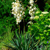 100 YUCCA (Soapweed / Soapwell / Beargrass / Great Plains Yucca) Yucca Glauca Flower Seeds