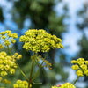 50 LOVAGE Levistucum Officinale - Flavor like celery & anise - Herb Flower Seeds
