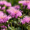 20 Dwarf PINK BEE BALM Monarda Bradburiana Eastern Beebalm Herb Flower Seeds