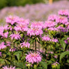 20 Dwarf PINK BEE BALM Monarda Bradburiana Eastern Beebalm Herb Flower Seeds