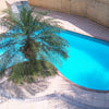 Pygmy Date Palm Seeds – Phoenix Roebelenii Dwarf Miniature Ornamental Fruit Tree Houseplant – photo 12