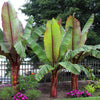 5 RED ABYSSINIAN BANANA Musa Ensete Ventricosum Flowering Fruit Tree Seeds