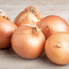Texas Early Grano Sweet Onion Seeds (Allium cepa)
