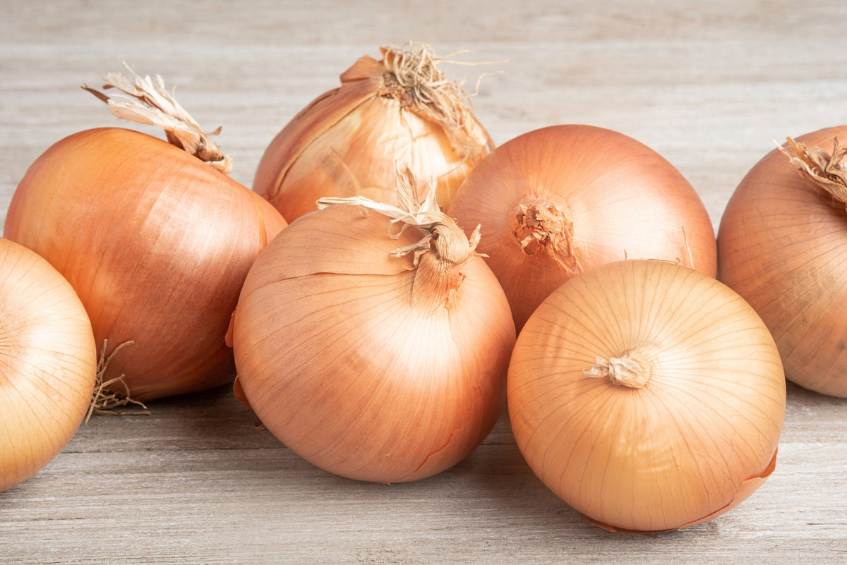 Texas Early Grano Sweet Onion Seeds (Allium cepa)