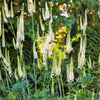 50 BLACK COHOSH Bugbane Actaea Racemosa Cimicifuga Bugbane Snakeroot Native White Shade Flower Herb Seeds